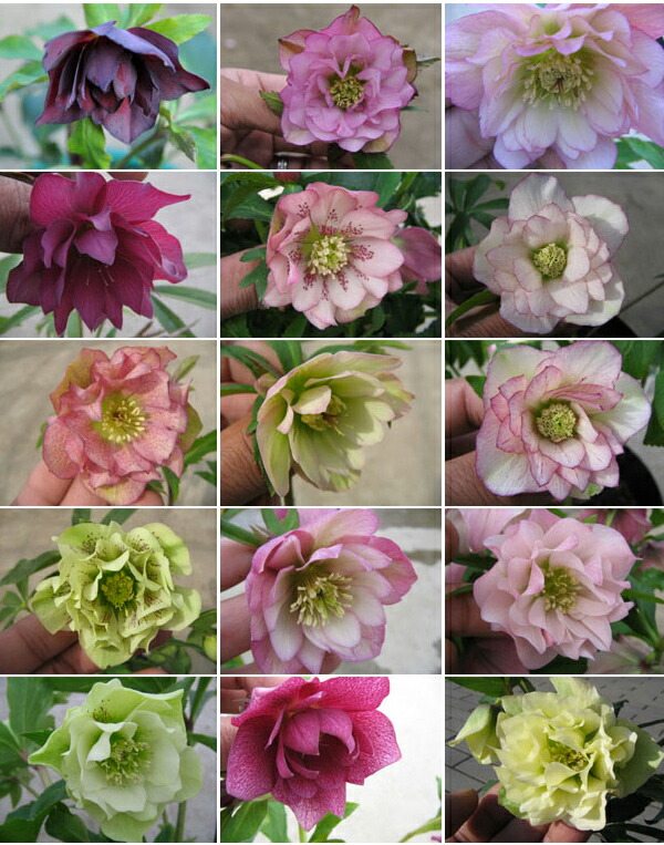 楽天市場】クリスマスローズ ダブル開花株 5株のお任せMIX福袋 送料