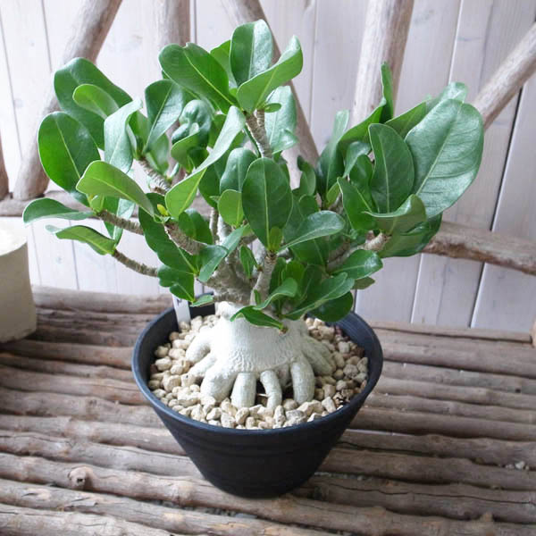 楽天市場】現品1点もの レア品 アデニウム ソコトラナム タコ足7号鉢NO