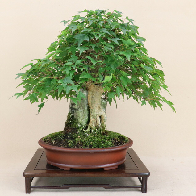 楽天市場】カエデ / 楓 （石付） 貴風サイズ盆栽 （いよじ園） : いよ