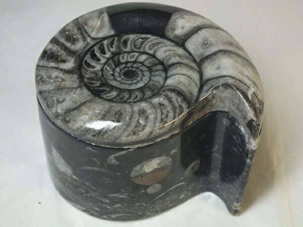 楽天市場】化石（インテリア小物・置物｜インテリア・寝具・収納）の通販