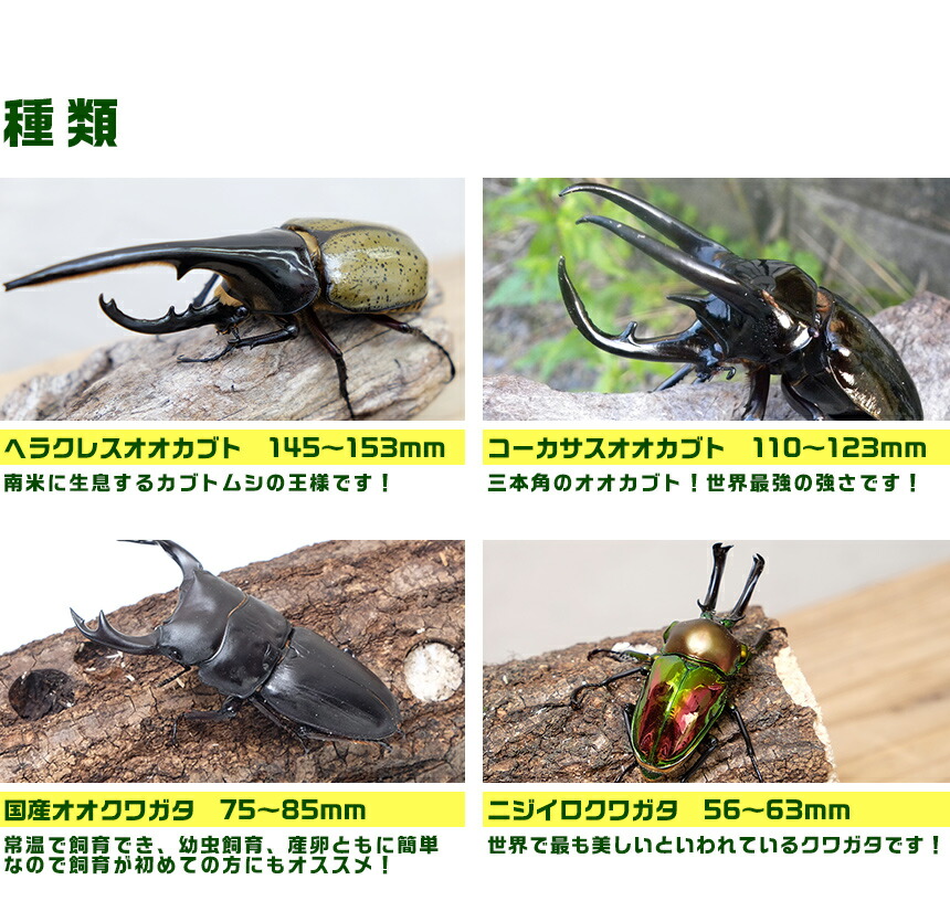 楽天市場】むしや本舗 カブトムシ・クワガタの展示会用成虫のセット-C