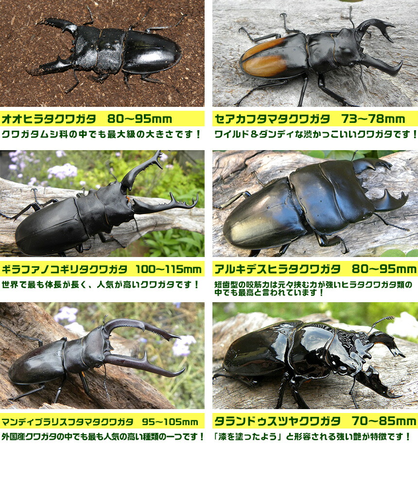 楽天市場】むしや本舗 カブトムシ・クワガタの展示会用成虫のセット-C