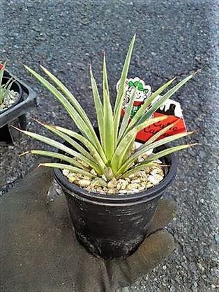 楽天市場】◇アガベ・ストリクタ・ナナ◎Agave stricta Nana◎姫吹上