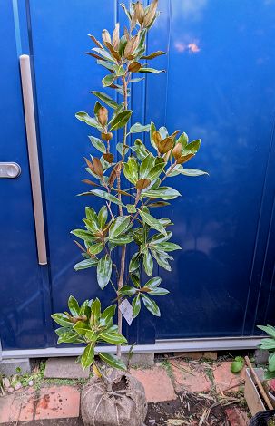 リトルジェム」の人気商品一覧 | 安い商品を通販サイトから探す - 価格.com