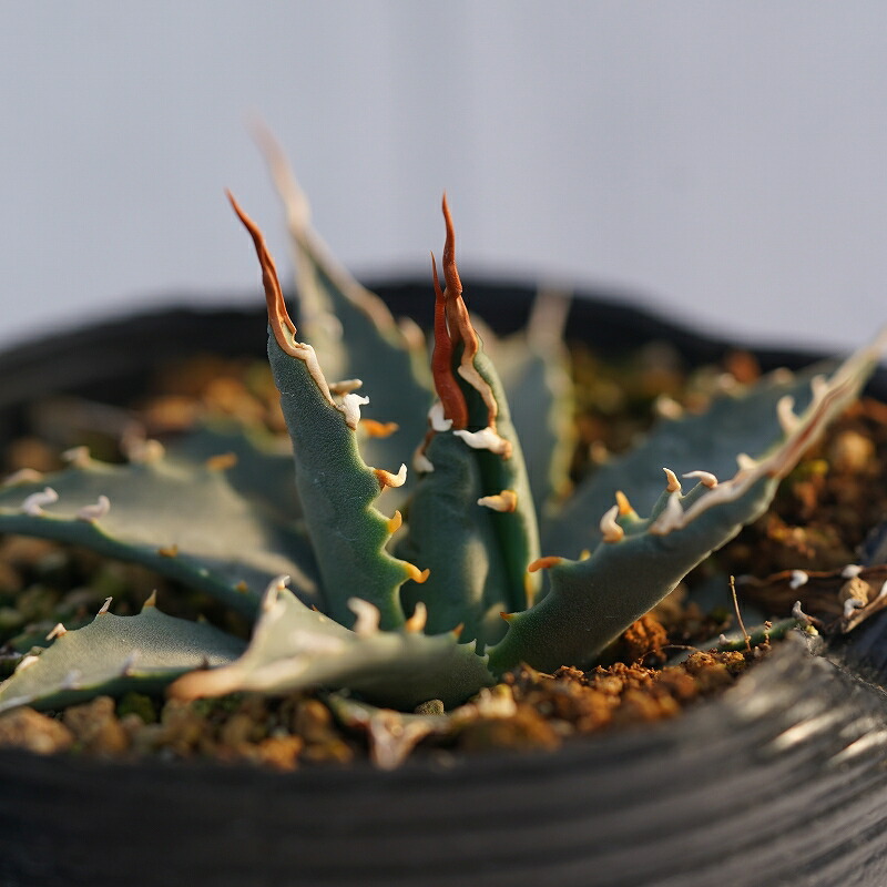 楽天市場】【実生選抜】アガベ・ユタエンシス「エボリスピナ」陽炎 3号