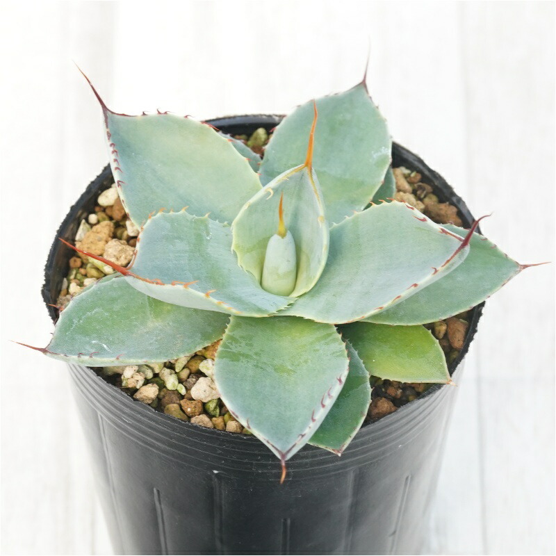 楽天市場】ユッカ・ロストラータ「ランチョ・ブルー」 5号ロング