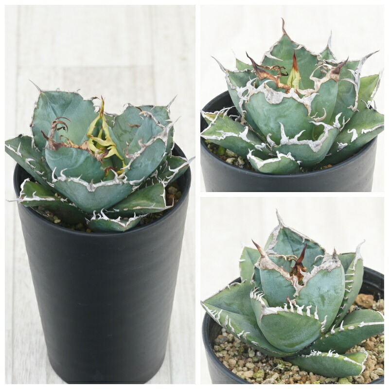 多肉植物アガベ チタノタ 白鯨縞斑極上株 アガベ 白鯨」の人気商品一覧 Z77