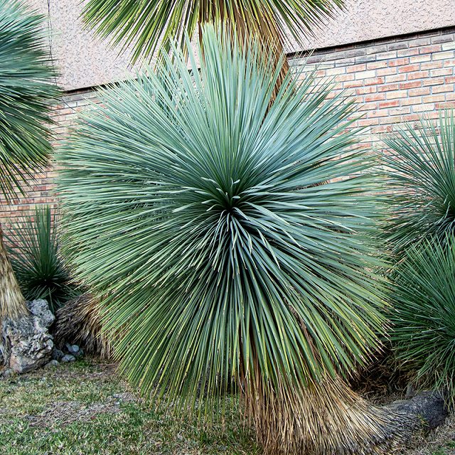 楽天市場】ユッカ・ロストラータ「ランチョ・ブルー」 5号ロング