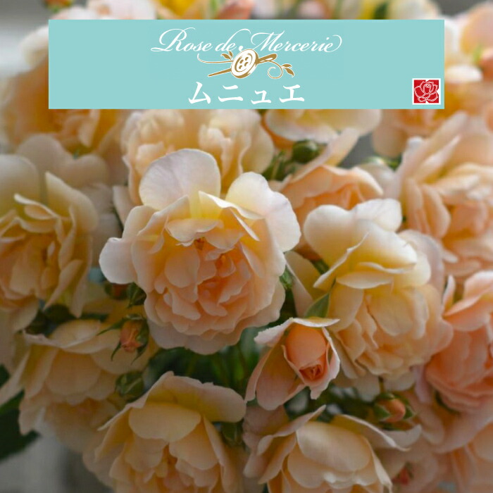 楽天市場】【2026年 早期予約】送料無料【ムニュエ 新苗4号鉢】鉢植え