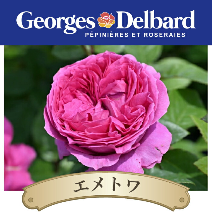 楽天市場】【2026年 早期予約】送料無料【エメトワ 新苗4号鉢】鉢植え