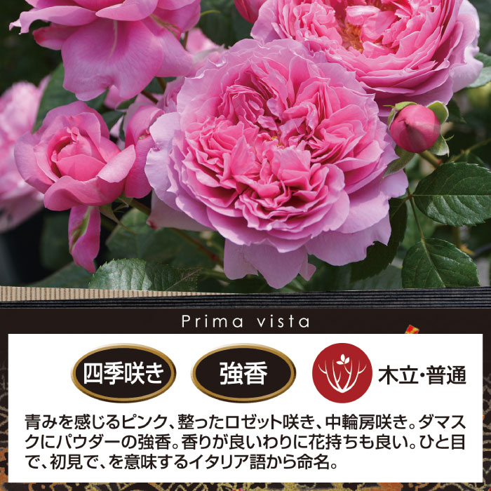 楽天市場】送料無料【プリマヴィスタ 6号鉢大苗予約】鉢植え バラ 薔薇