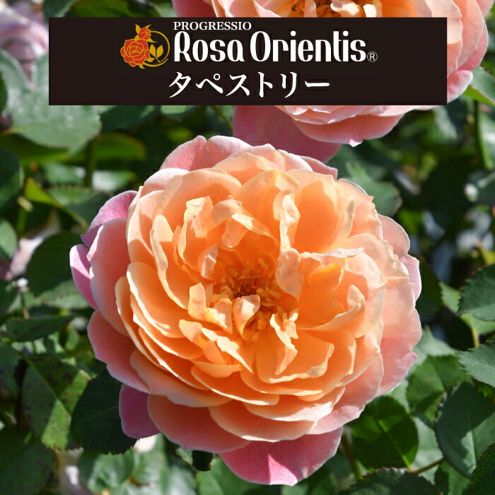 楽天市場】送料無料【タペストリー 6号鉢大苗予約】鉢植え バラ 薔薇