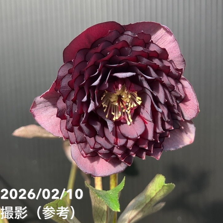 楽天市場】クリスマスローズ クレオパトラの通販