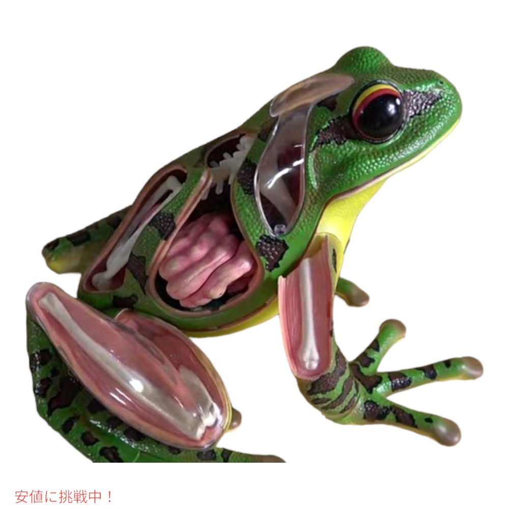 楽天市場】4Dビジョン カエル解剖模型 4D Vision Frog Anatomy Model