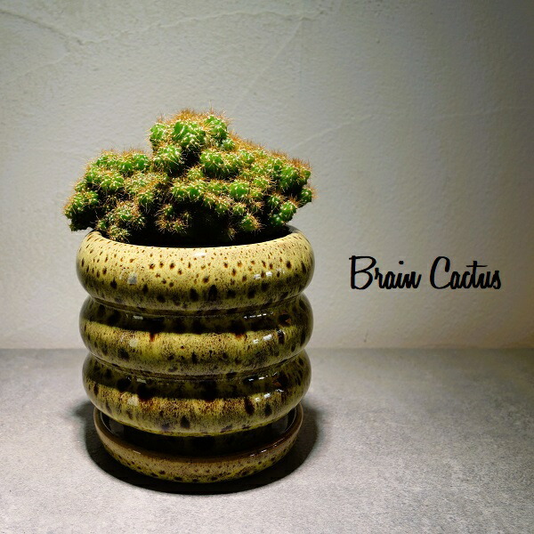 楽天市場】脳みそサボテン ブレインカクタス バリアビリス石化