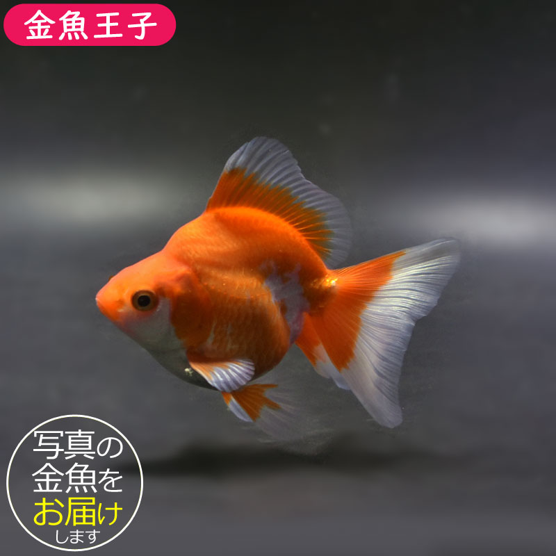 楽天市場】【金魚王子】琉金 (更紗／ショートテールタイプ) 10cm前後