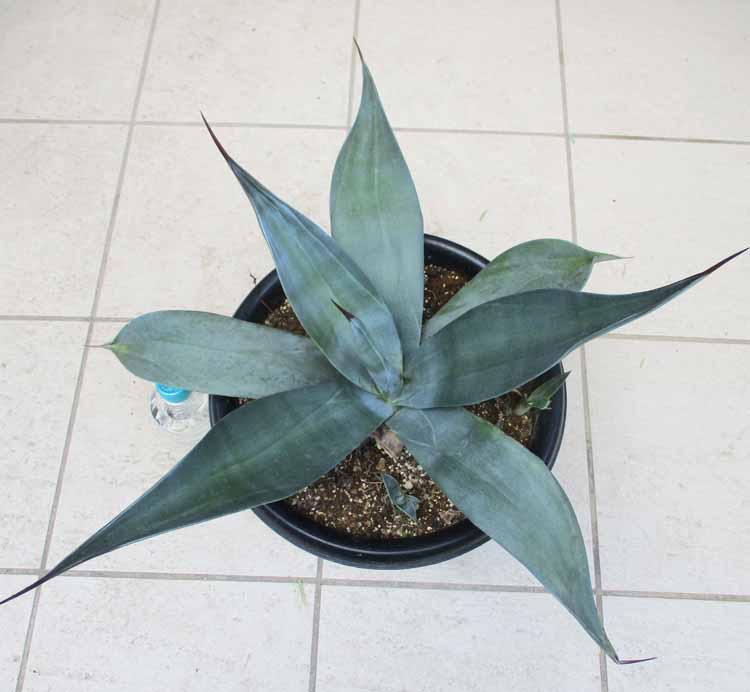 楽天市場】アガベ・ウエベリー（ウェベリー）Agave weberi. 別名 鳴神