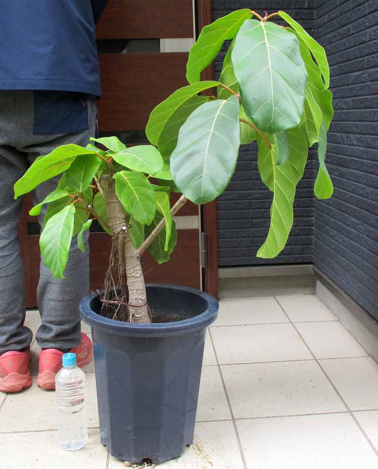 楽天市場】フィカス アフリカン プリンスの通販