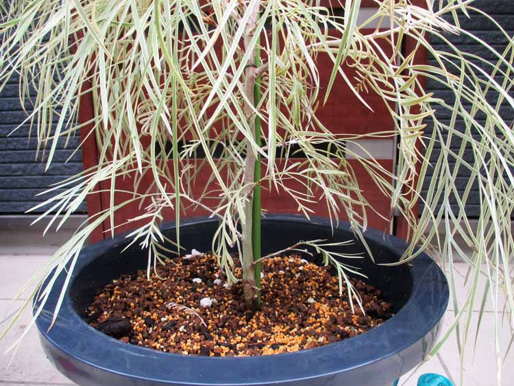 楽天市場】【現品・現物】グレビレア ハニーワンダー 10号 4Z番