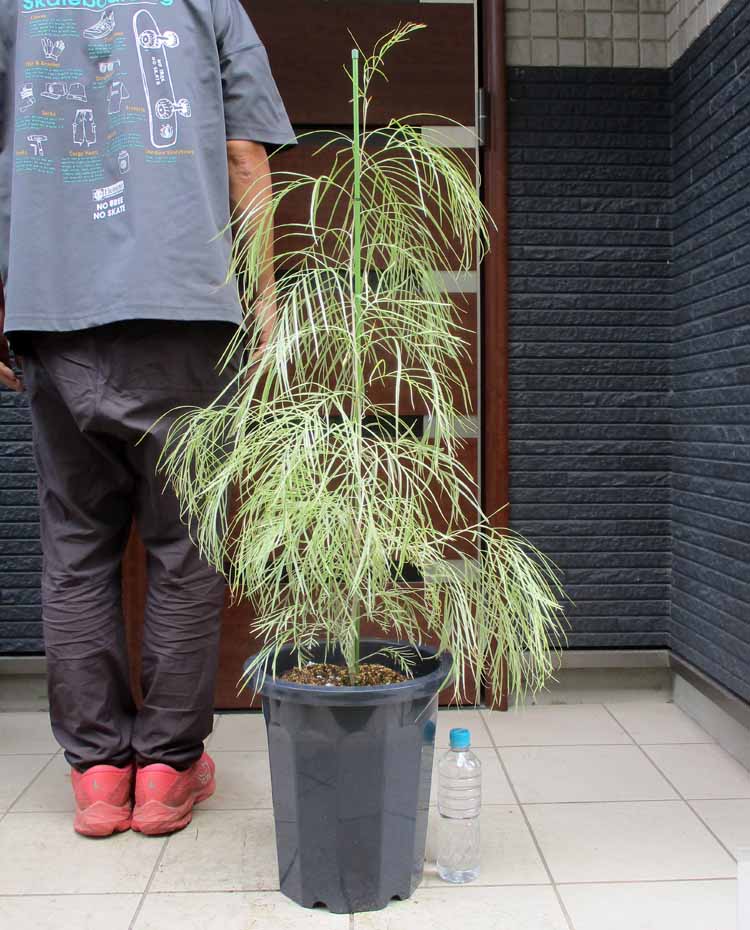 楽天市場】【現品・現物】グレビレア ハニーワンダー 10号 4Z番