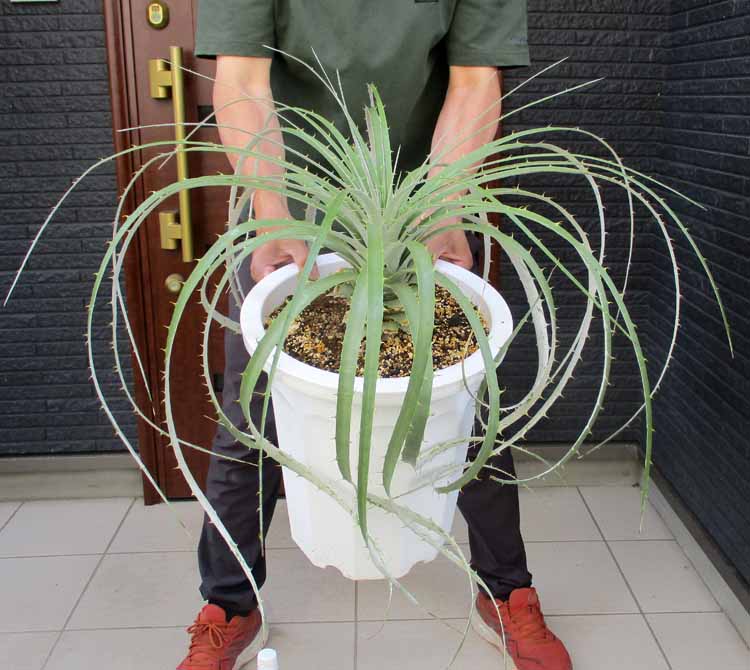 楽天市場】【現品・現物】プヤ・セルーレア 大株 puya coerulea 8号 UR