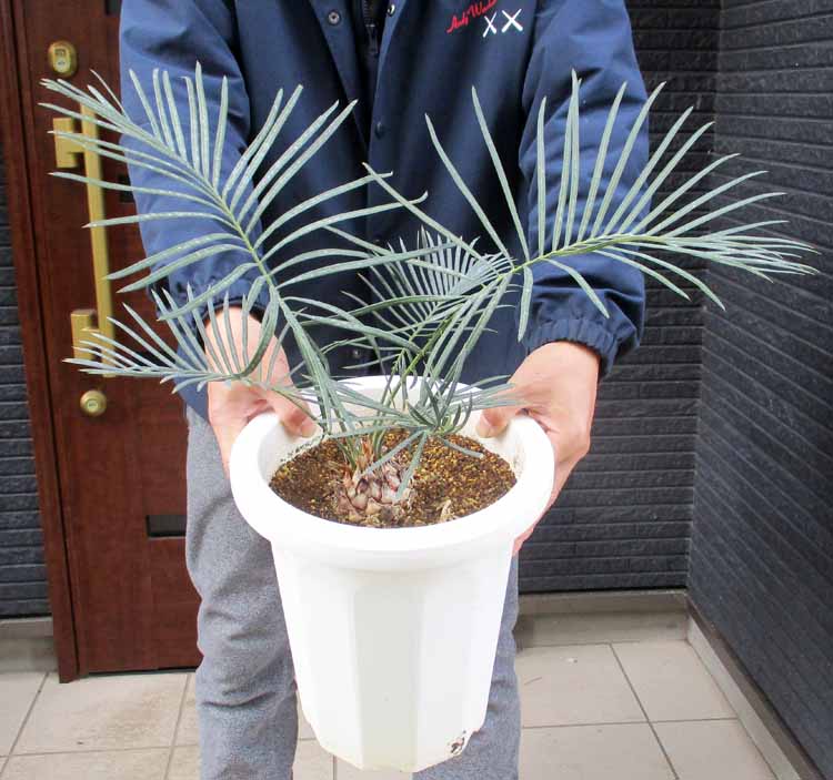 サイカスカイルンシアナ」の人気商品一覧 | 安い商品を通販サイトから