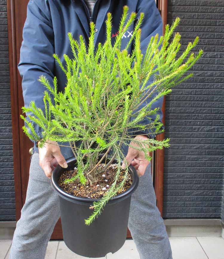 楽天市場】バンクシア（サイズ（植木鉢）10 ～ 12号）（花・観葉植物