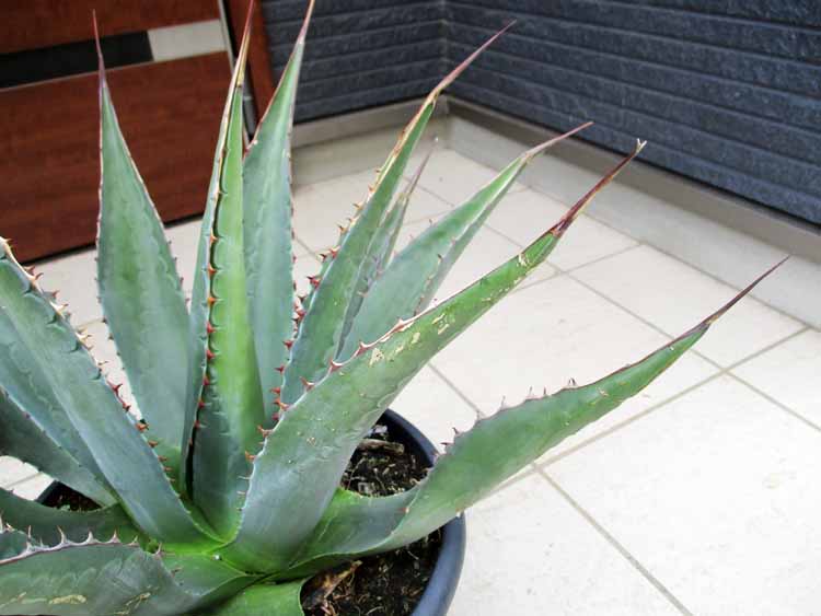 楽天市場】【現品・現物】【モンタナ 販売】希少な現地球！！アガベ