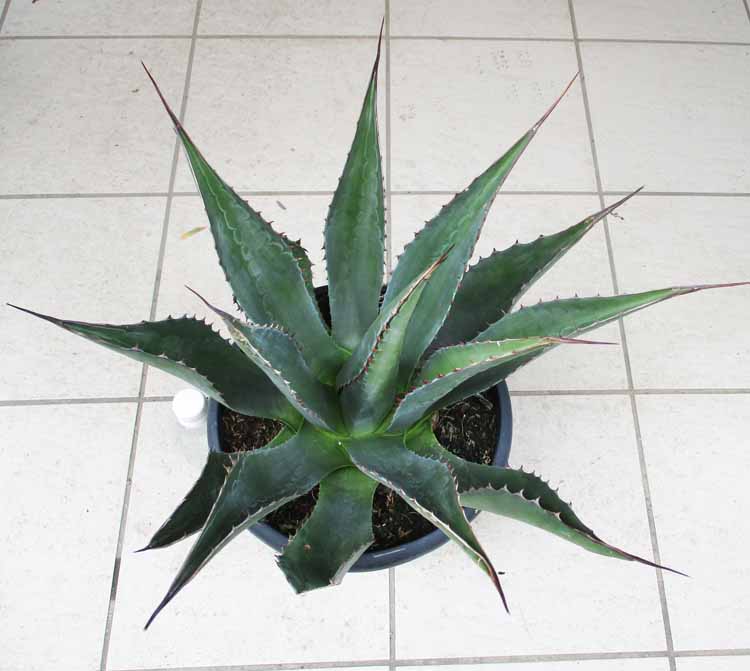 楽天市場】【現品・現物】【モンタナ 販売】希少な現地球！！アガベ