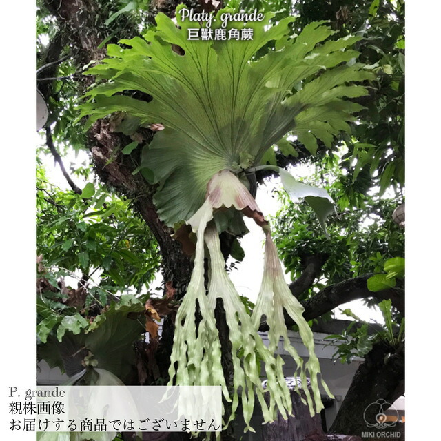 楽天市場】(現品) ビカクシダ グランデ (No.40885) (コウモリラン 観葉