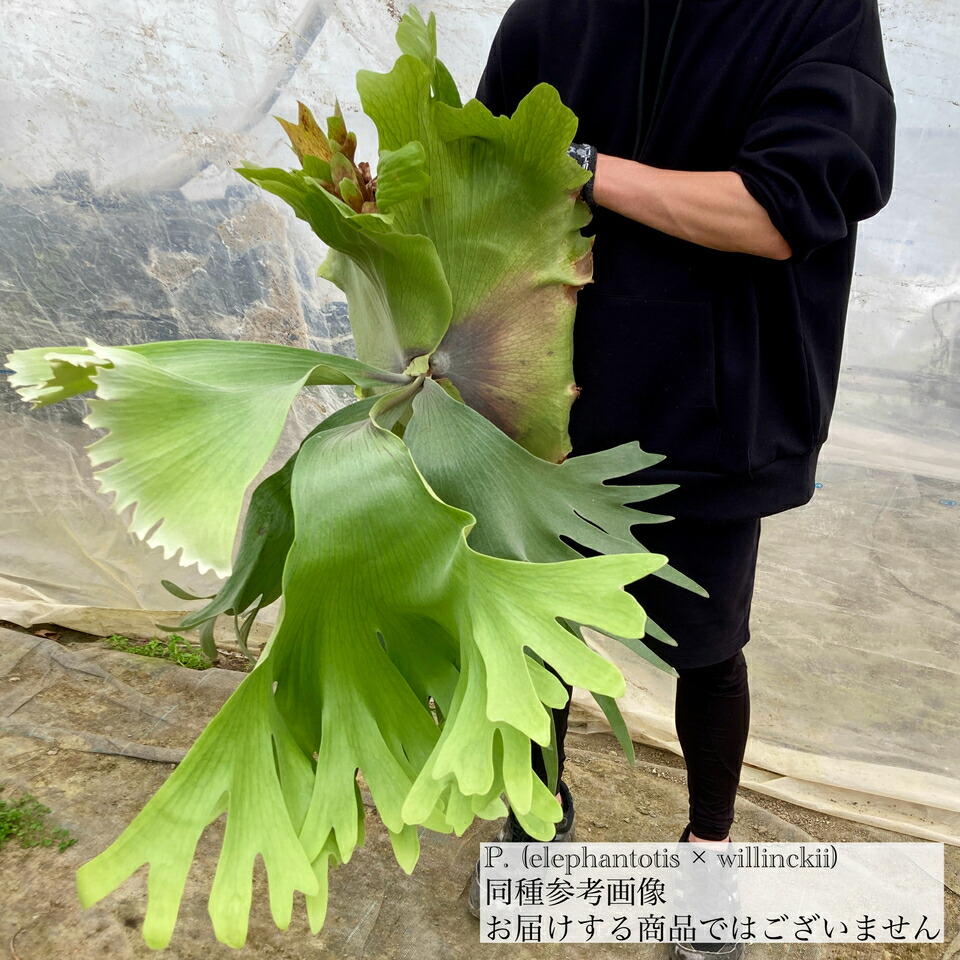 楽天市場】(現品) ビカクシダ (エレファントティス × ウィリンキー