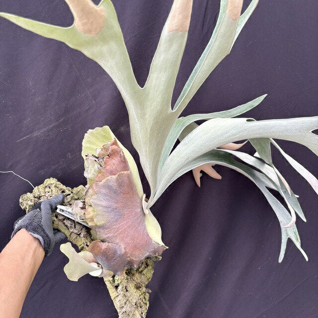 楽天市場】(現品) ビカクシダ 'ホワイトハウス' #2 (No.40964