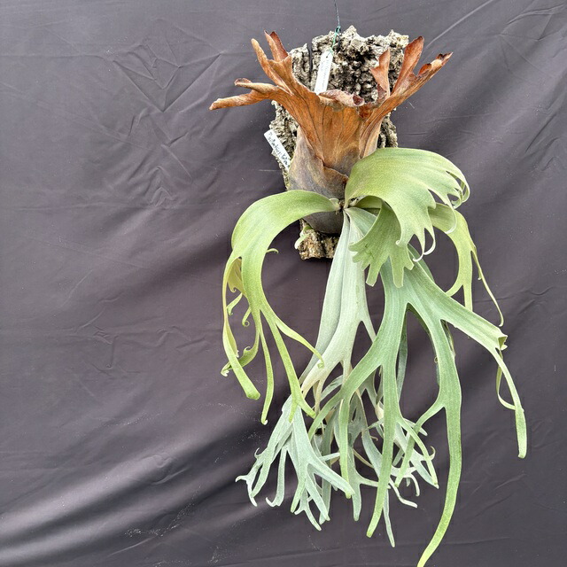 楽天市場】(現品) ビカクシダ ウィリンキー 'イエロームーン' (select