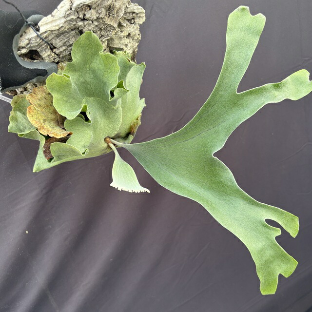 楽天市場】(現品) ビカクシダ (ワンダエ × ビーチー) (No.41178