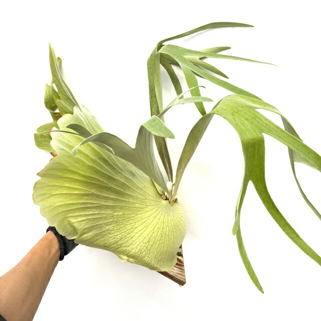 楽天市場】(現品) ビカクシダ ビフルカツム 'タウンズビル' (pup) (No