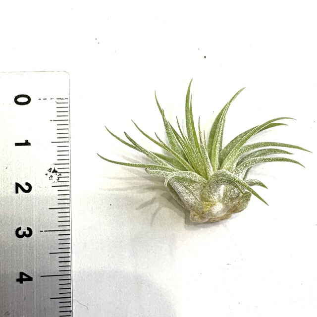 楽天市場】(現品) チランジア イオナンタ 'ヘッジホッグ' (No.22094