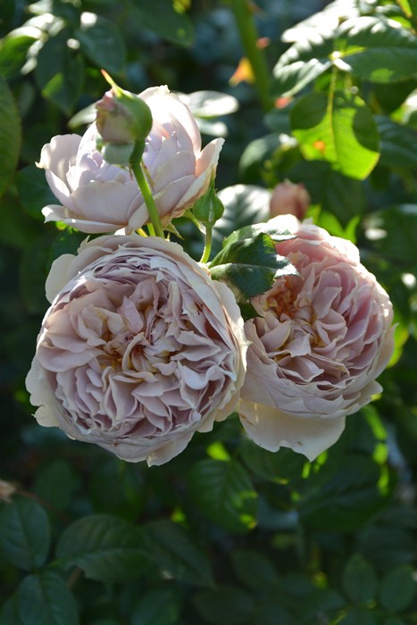 楽天市場】バラ苗【中苗】ルクソール 国産苗 6号鉢植え品［農林水産省