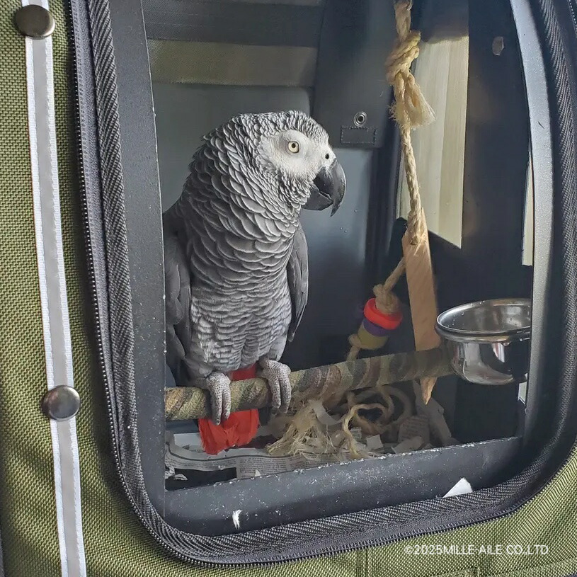 楽天市場】Pak-o-Bird／Mediumサイズ（ヨウム用）【Celltei】 : 鳥