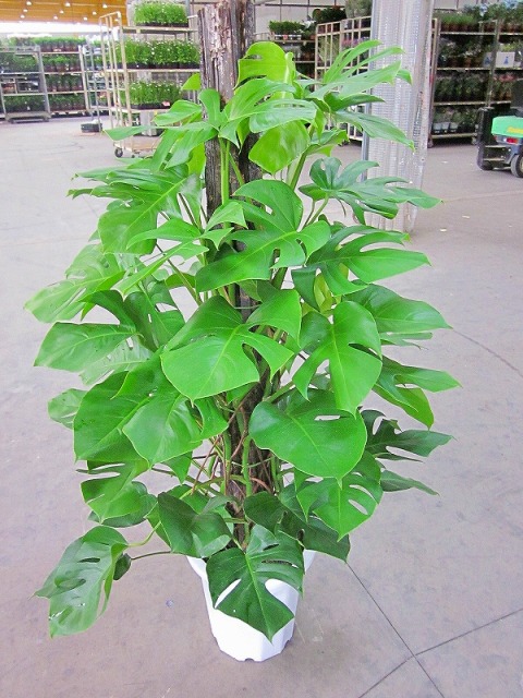 楽天市場】モンステラ 観葉植物 10号鉢（尺鉢・大鉢）ハート型の