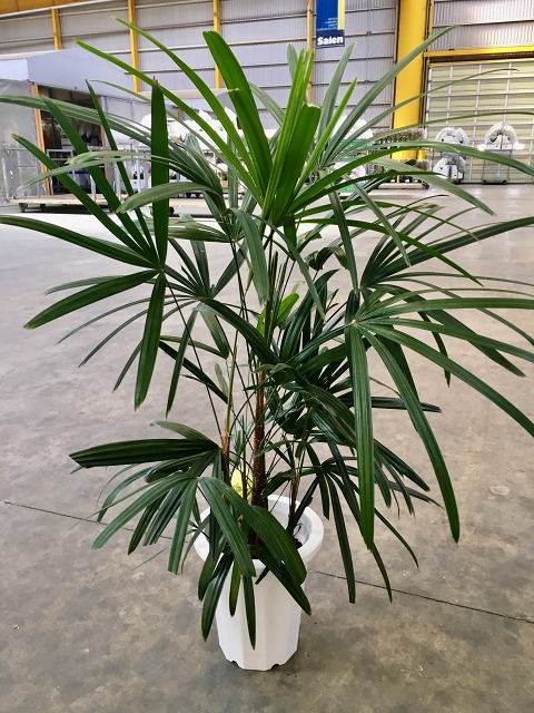 楽天市場】シュロチク 8号 シュロ竹 観葉植物 棕櫚竹 鉢植え 販売 苗