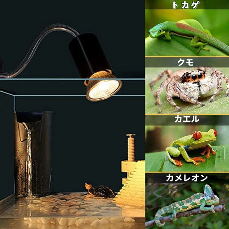 楽天市場】【☆レビューイベント開催中☆亀ライト 両生類用ライト