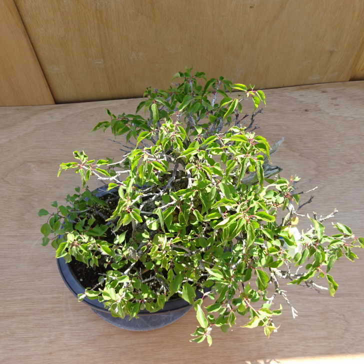 楽天市場】盆栽 梅 甲州野梅 樹高 約36cm うめ Prunus mume ウメ 花梅