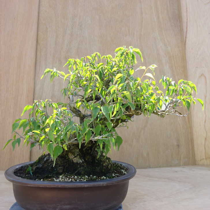 楽天市場】盆栽 梅 甲州野梅 樹高 約36cm うめ Prunus mume ウメ 花梅