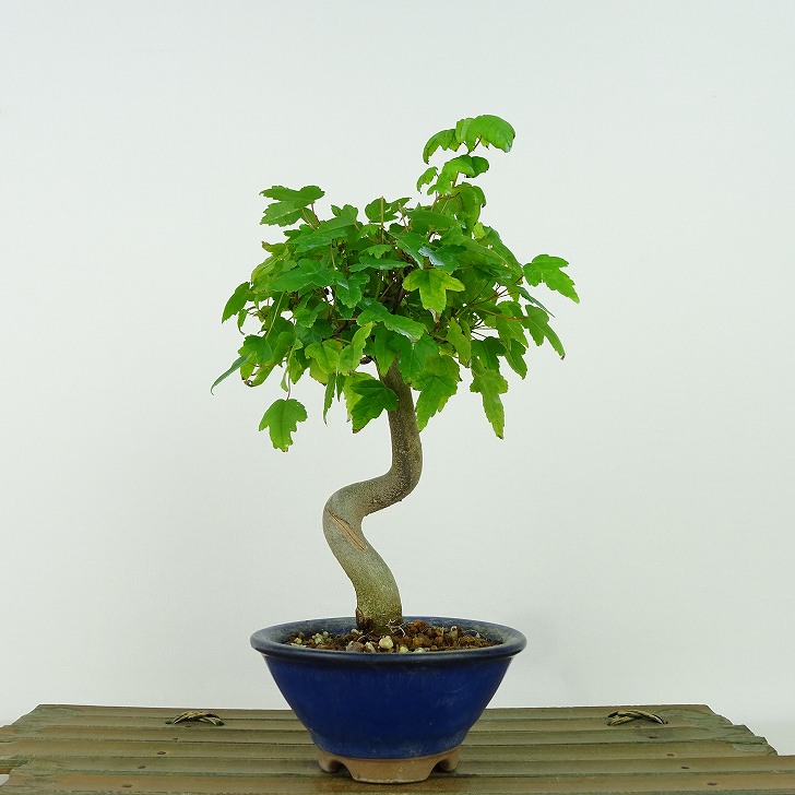 楽天市場】盆栽 楓 樹高 約19cm かえで Acer カエデ 紅葉 カエデ科