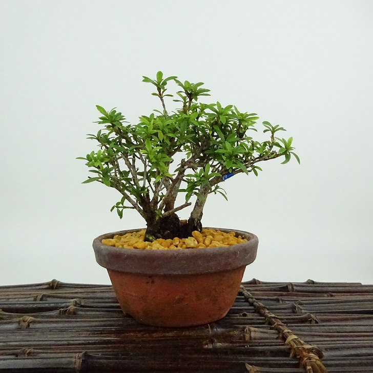 楽天市場】盆栽 皐月の通販