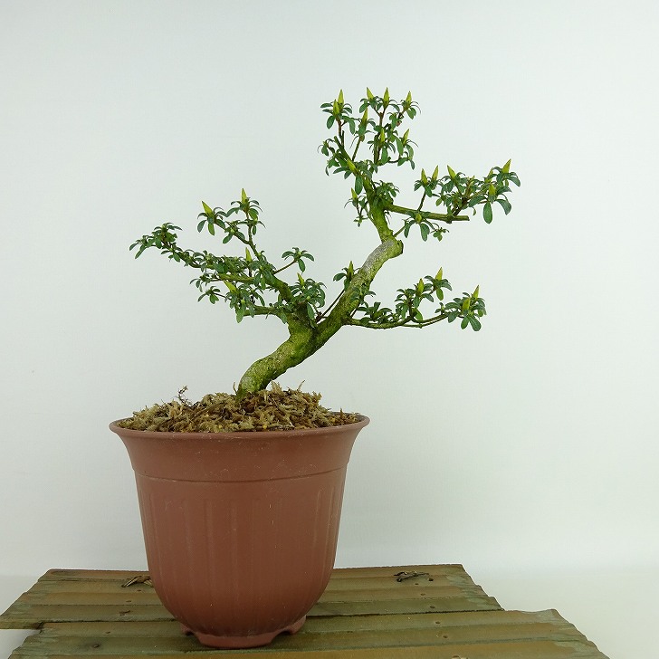 楽天市場】盆栽 皐月 かぐや姫 樹高 約20cm さつき Rhododendron