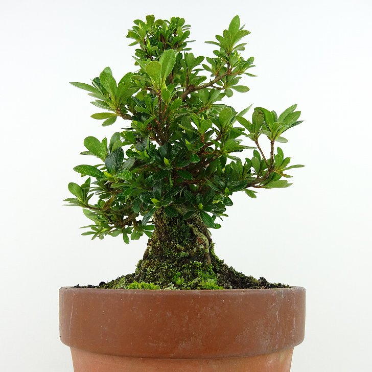 楽天市場】盆栽 皐月 明美の月 樹高 約19cm さつき Rhododendron