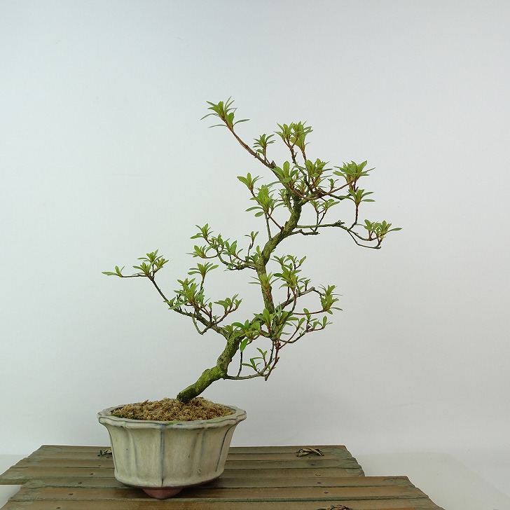 楽天市場】盆栽 皐月 桜姫 樹高 約22cm さつき Rhododendron indicum