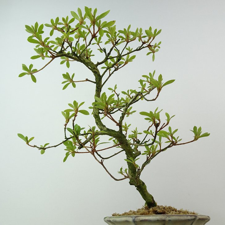 楽天市場】盆栽 皐月 桜姫 樹高 約22cm さつき Rhododendron indicum