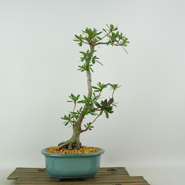 楽天市場】盆栽 皐月 煌 樹高 約31cm さつき Rhododendron indicum